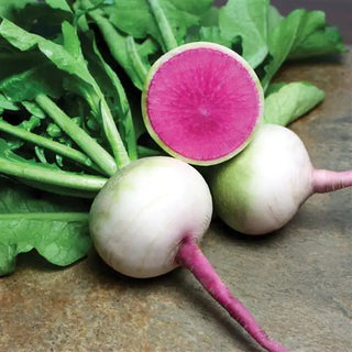 RADISH STARBURST