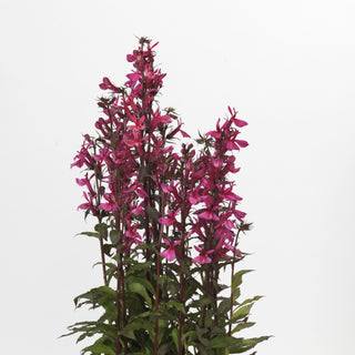 Lobelia speciosa <br>PINK CARDINAL FLOWER 'Starship Rose'