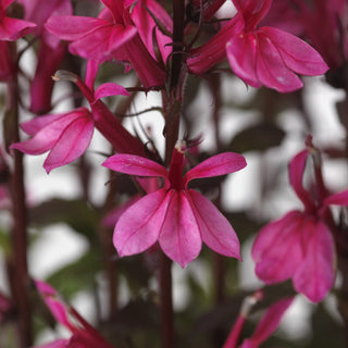 Lobelia speciosa <br>PINK CARDINAL FLOWER 'Starship Rose'