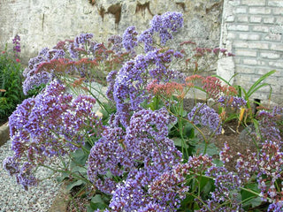 Limonium perezii 'Atlantis Blue Smoke' <br>SEA LAVENDER