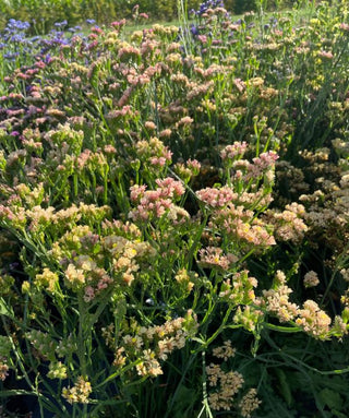 Limonium sinuatum <br>STATICE APRICOT