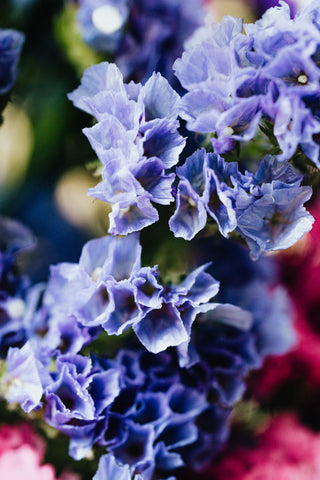 Limonium sinuatum <br>STATICE BLUE
