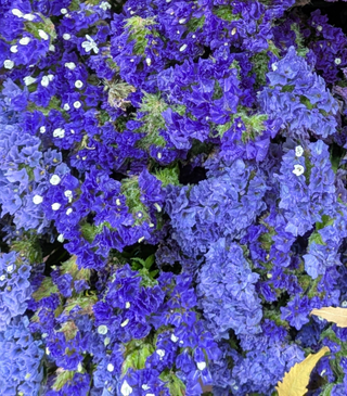 Limonium sinuatum <br>STATICE DARK BLUE