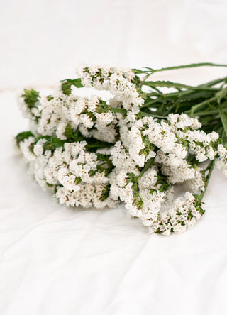 Limonium sinuatum <br>STATICE WHITE, WAVY LEAF SEA LAVENDER