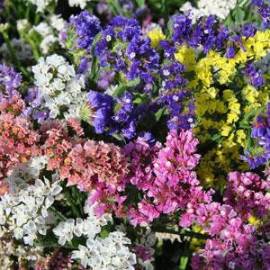 Limonium sinuatum <br>STATICE MIX
