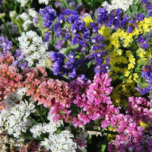 Limonium sinuatum <br>STATICE MIX