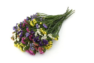 Limonium sinuatum <br>STATICE MIX