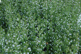 Calamintha nepeta <br>CALAMINT MIX