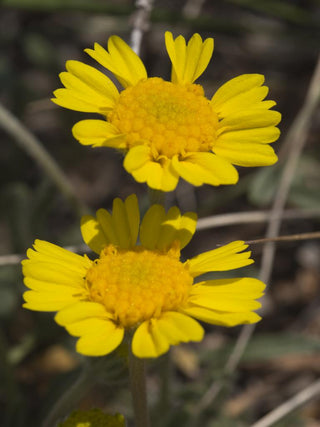 Hymenoxys grandiflora <br>ALPINE SUNFLOWER