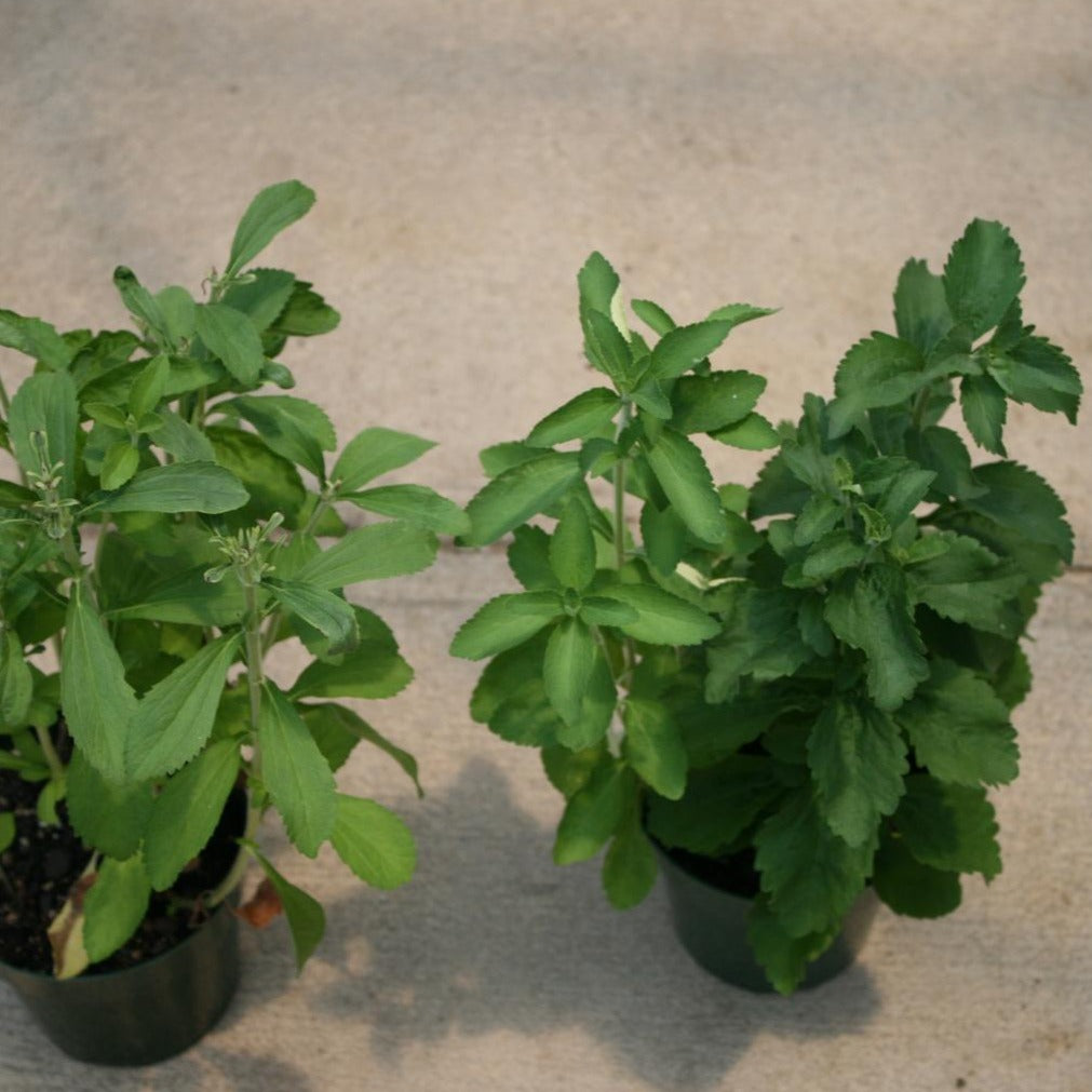 Stevia rebaudiana STEVIA SWEET LEAF – Ferri Seeds