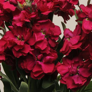 Matthiola incana <br>STOCKS 'KATZ RUBY'