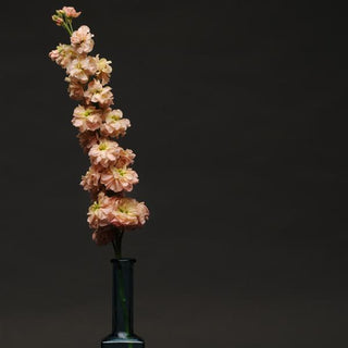 Matthiola incana <br>STOCKS APRICOT SCENTED