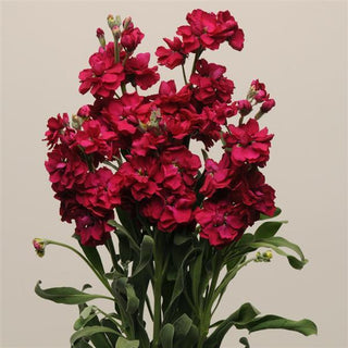 Matthiola incana <br>STOCKS 'KATZ RUBY'