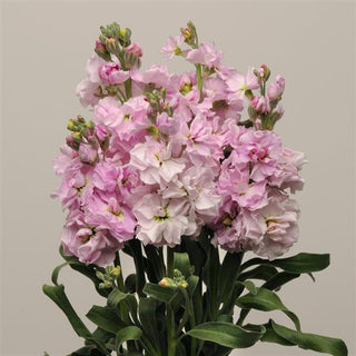 Matthiola incana <br>STOCKS CHERRY BLOSSOM