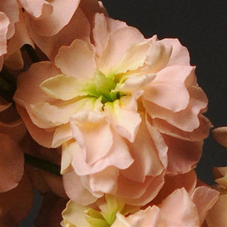 Matthiola incana <br>STOCKS APRICOT SCENTED