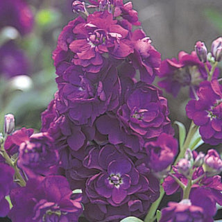 Matthiola incana <br>STOCKS VIOLET