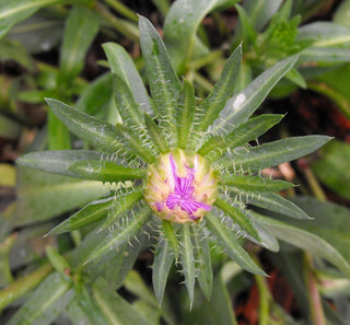 Stokesia laevis <br>STOKE'S ASTER