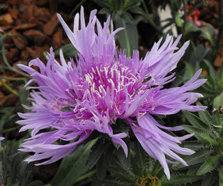 Stokesia laevis <br>STOKE'S ASTER