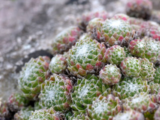 Sempervivum arachnoideum <br>COBWEBS HENS & CHICKS