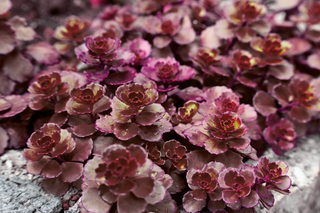 Sedum spurium coccineum <br>STONECROP 'RED CARPET'