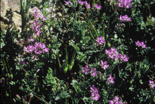 Erodium manescavii <br>HERON'S BILL