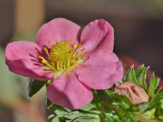 Fragaria ananassa toscana <br>PINK-FLOWERED STRAWBERRY