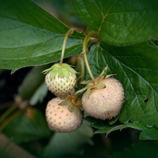 Fragaria ananassa <br>PINEBERRY WHITE STRAWBERRY