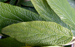 LEATHER LEAF VIBURNUM, LEATHERLEAF ARROWWOOD <br>Viburnum rhytidophyllum