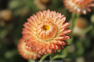 Helichrysum bracteatum, Bracteantha <br>APRICOT-SALMON STRAWFLOWER