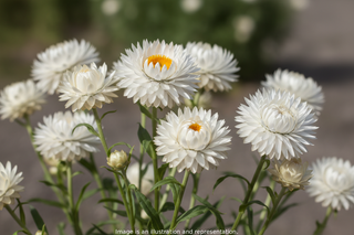 Helichrysum bracteatum <br>STRAWFLOWER WHITE