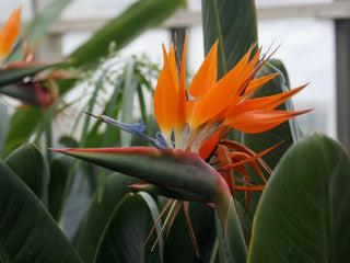Strelitzia reginae <br>BIRD OF PARADISE ORANGE