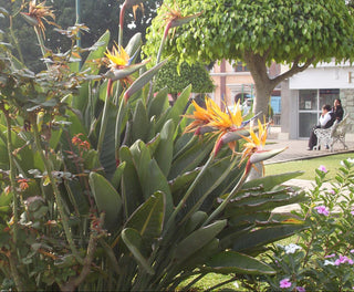 Strelitzia reginae <br>BIRD OF PARADISE YELLOW