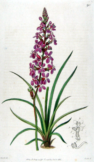 Stylidium graminifolium <br>CARNIVOROUS TRIGGER PLANT