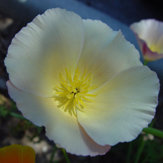 Eschscholzia californica <br>POPPY CALIFORNIA 'WHITE LINEN'