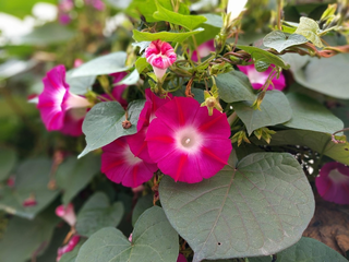 Ipomea <br>RED SCARLET O'HARA MORNING GLORY
