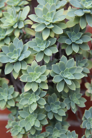 Sedum glaucophyllum <br>WHITE FLOWER STONECROP