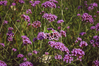Verbena bonariensis <br>TALL VERBENA, PURPLETOP VERVAIN, BRAZILIAN