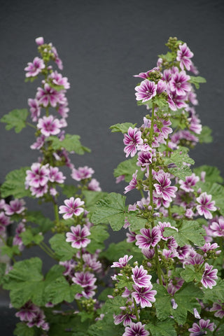 Malva sylvestris <br>ZEBRINA HOLLYHOCK