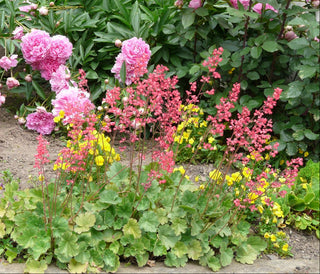 Heuchera <br>CORAL BELLS FLOWERS MIX