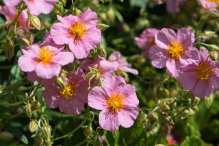 Helianthemum nummularium f mutabile <br>ROCK SUN ROSE MIX