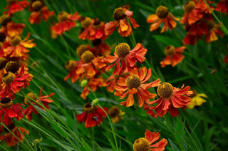 Helenium autumnale <br>SNEEZEWEED RED SHADES