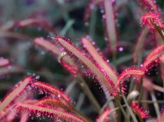 Drosera capensis <br>SOUTH AFRICAN RED CAPE SUNDEW