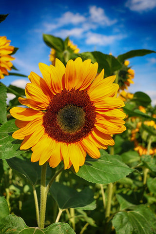 Helianthus <br>SUNFLOWER MIX