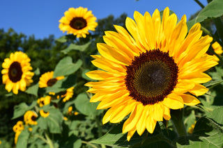 Helianthus <br>SUNFLOWER MIX