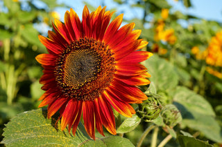 Helianthus <br>SUNFLOWER MIX