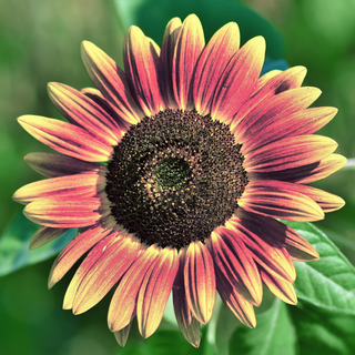 Helianthus annuus <br>SUNFLOWER 'PLUM'