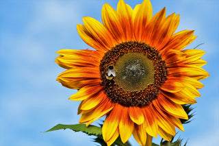 Helianthus <br>SUNFLOWER MIX