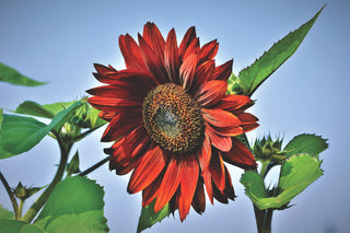 Helianthus <br>SUNFLOWER MIX