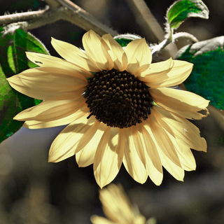 Helianthus debilis <br>SUNFLOWER 'VANILLA ICE'