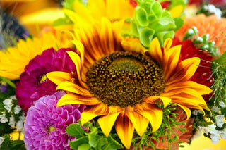 Helianthus <br>SUNFLOWER MIX